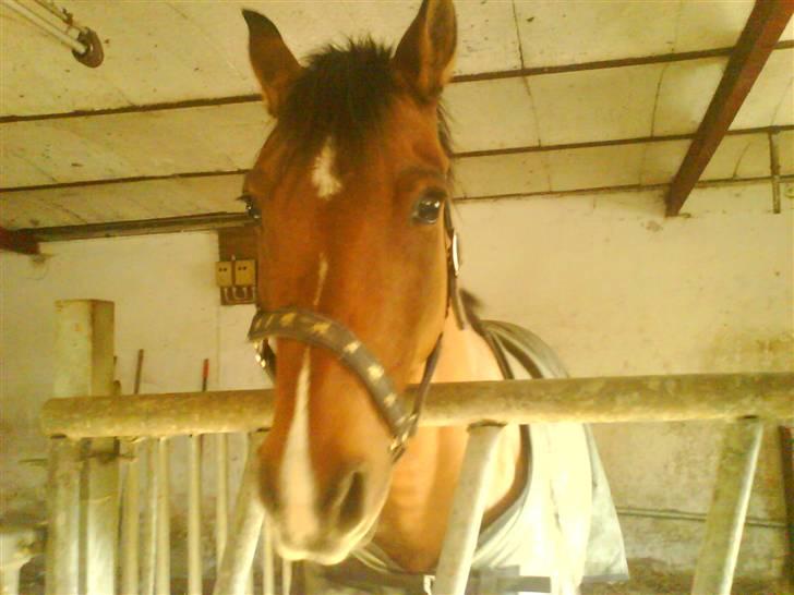 New Forest Waliant billede 15