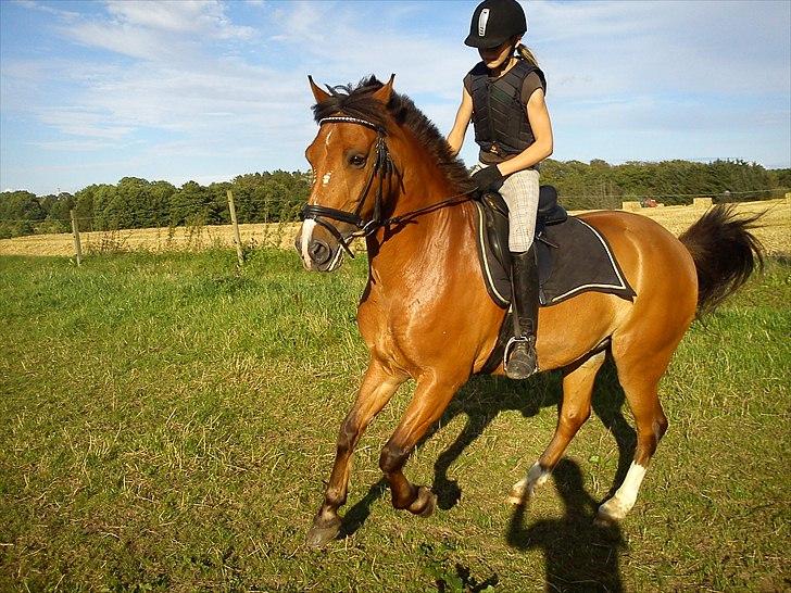 Anden særlig race Rainbow; bassen:* - Du er dejlig ligemeget hvem der rider dig!! Rainbow på folden Maja rider ham. Foto Mig billede 3