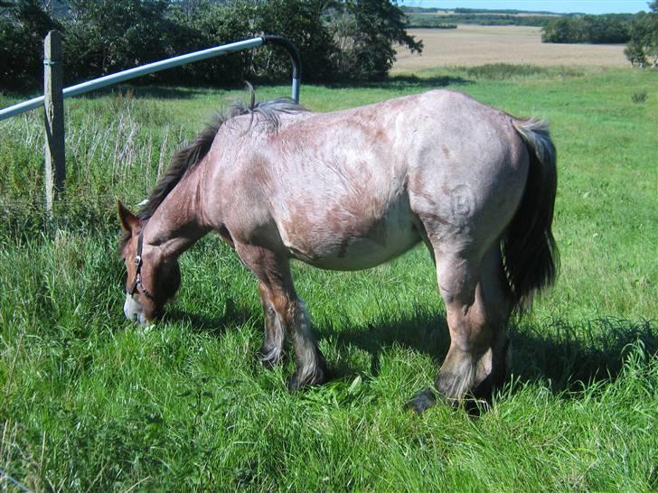 Belgier Rasmus *Solgt* - Juli 2008. Lige kommet på nyt græs billede 10