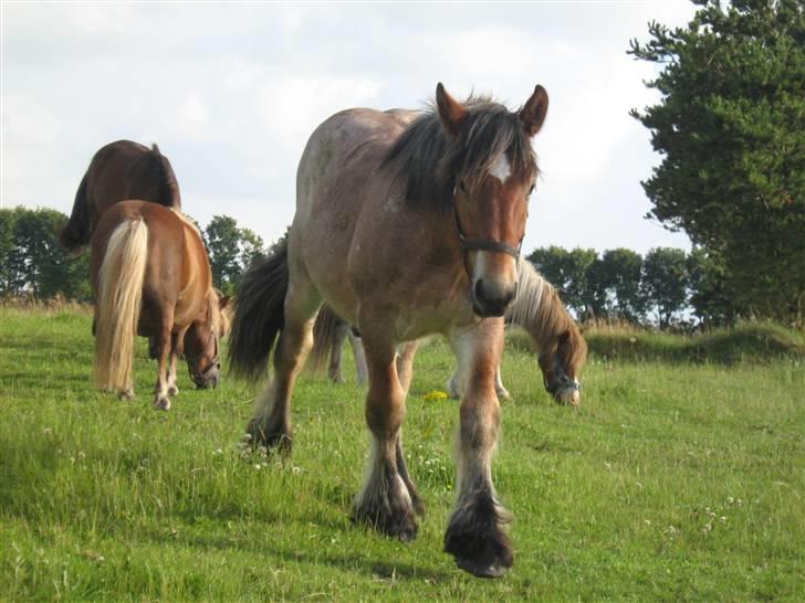 Belgier Rasmus *Solgt* - 11-07-2008. På græs billede 11