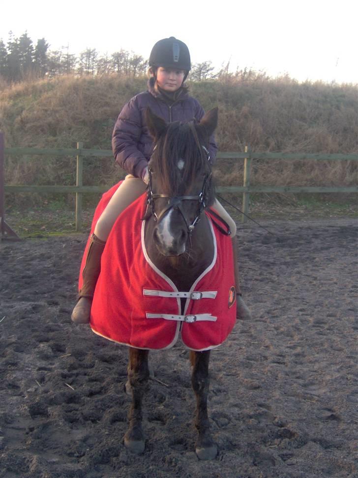 Welsh Pony (sec B) Duchess *Savnet* - her er det et nyt Billedet af Duchess og Mig, Over 2 år siden billede 6