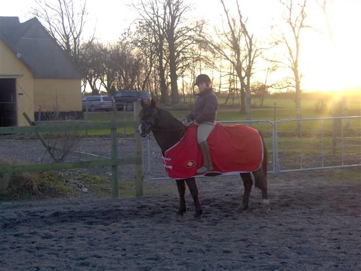 Welsh Pony (sec B) Duchess *Savnet* - her er det også et nyt Billedet af Mig og Duchess, over 2 år siden billede 7