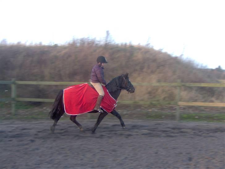 Welsh Pony (sec B) Duchess *Savnet* - her er Jeg og Duchess, over 2 år siden nu billede 8