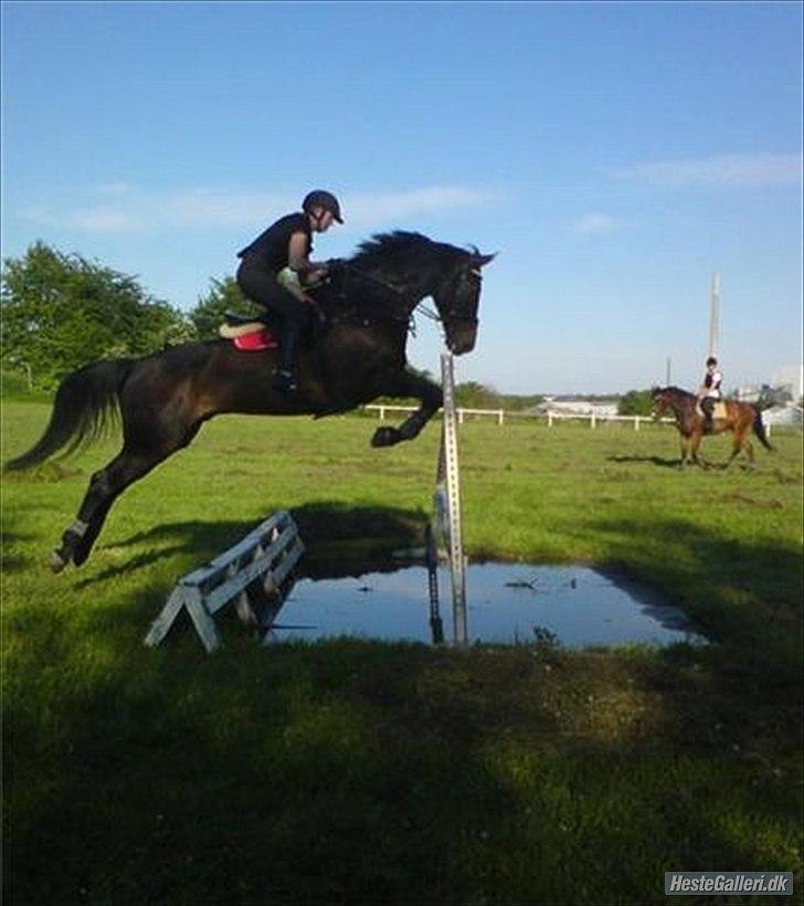 Oldenborg O'malley  - over vandgrav første gang :) billede 12