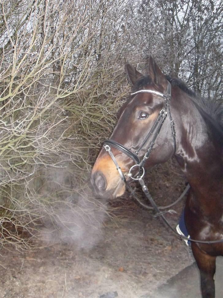 Oldenborg O'malley  - du smukkere end smuk og du ved det godt .. :) billede 14