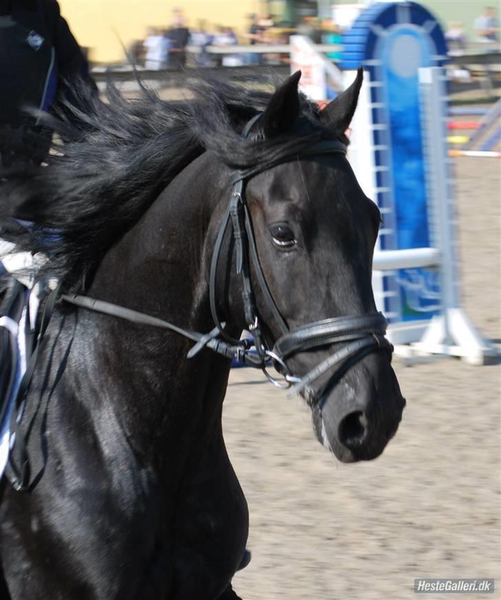 Welsh Cob (sec D) Tolstrups Kahjal - Min smukke pony! Billede: ESC billede 1
