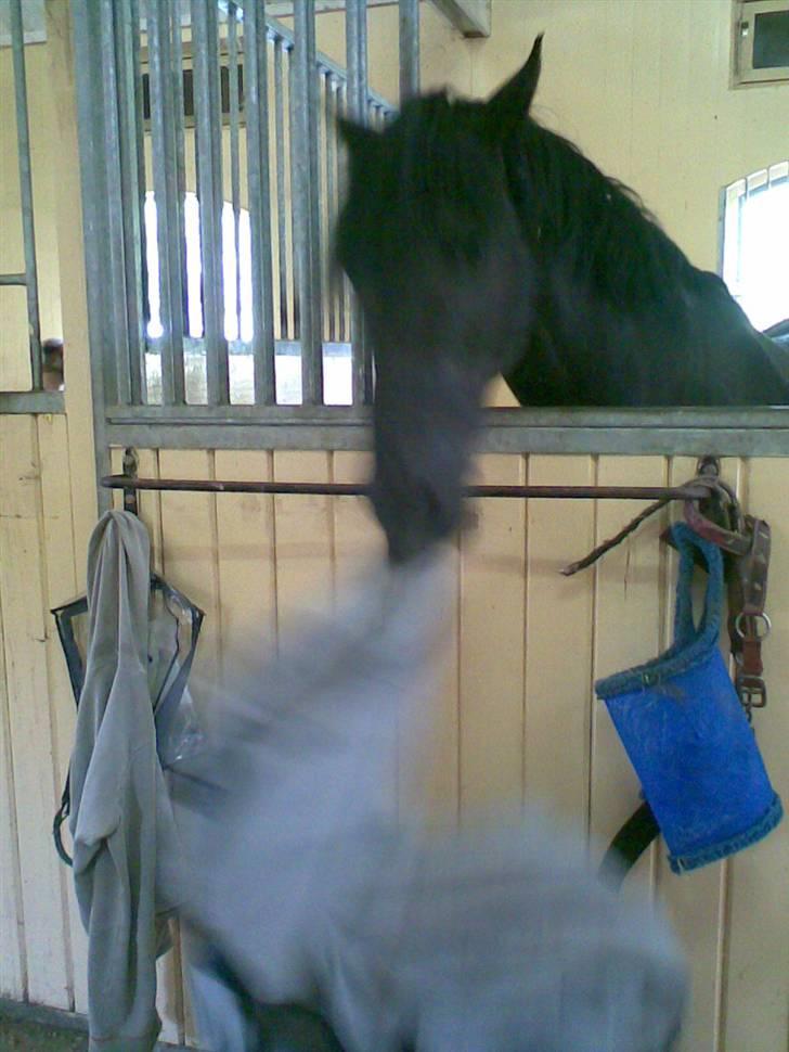 Welsh Cob (sec D) Tolstrups Kahjal - "Dækkenet ska´ ikk´ hænger dér!" Tsk, tsk! Billede: Mig billede 4