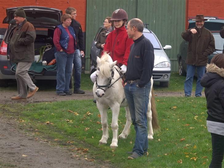 Anden særlig race Shandow  - Hubertus jagt 2008 
 billede 3