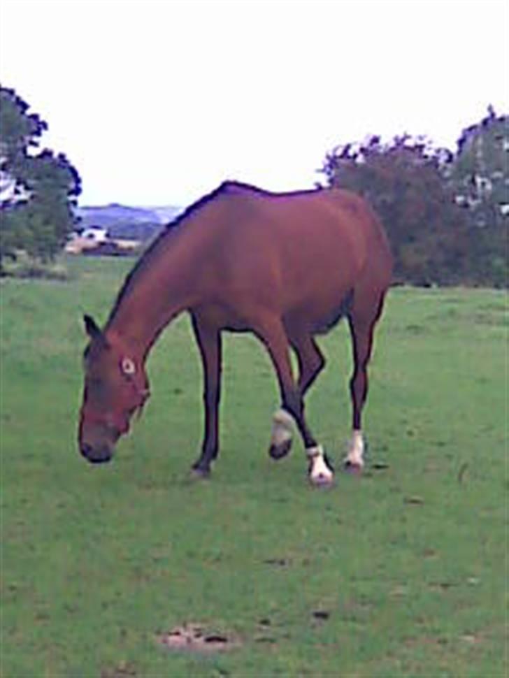 Svensk Varmblod HollyWood Boss billede 13