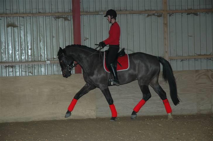 Dansk Varmblod Vejlgårds Casco - 2.juledag billede 14