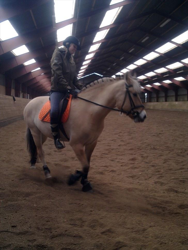 Fjordhest Karamel (solgt) billede 5