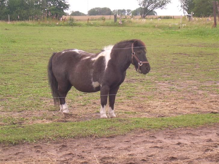 Shetlænder Nygaard's Tarzan - Tykke<3 billede 4