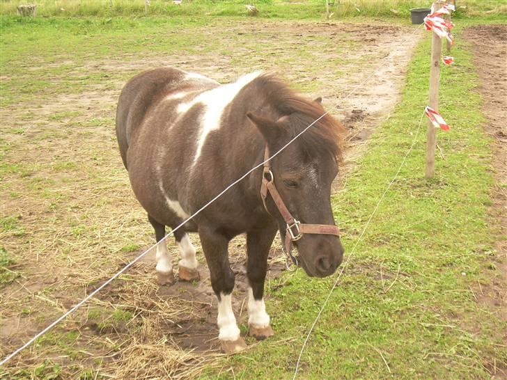 Shetlænder Nygaard's Tarzan billede 5