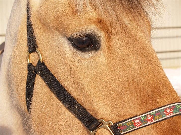 Fjordhest Karamel (solgt) billede 6