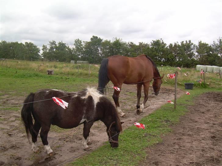Shetlænder Nygaard's Tarzan billede 6