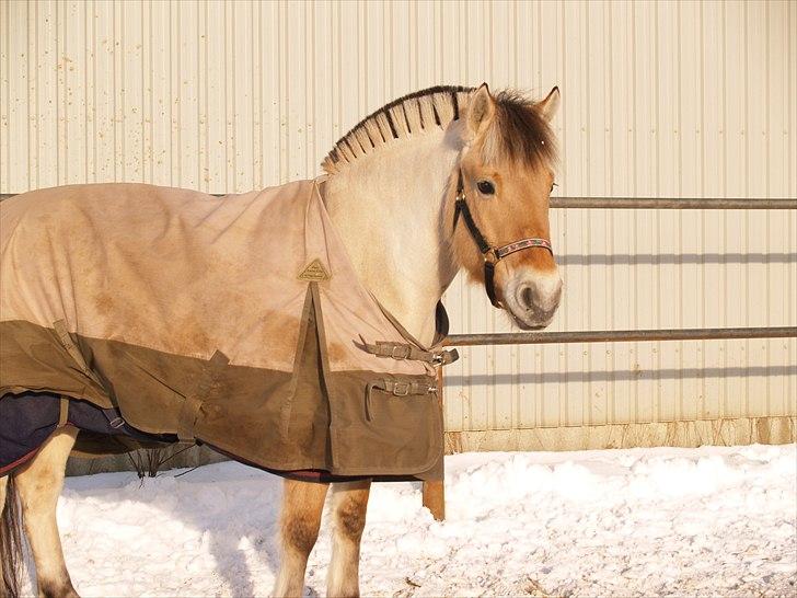 Fjordhest Karamel (solgt) - mig og min gode ven og nabo amadeo billede 7