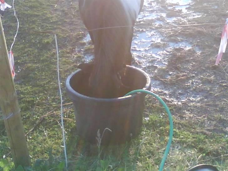 Shetlænder Nygaard's Tarzan billede 7