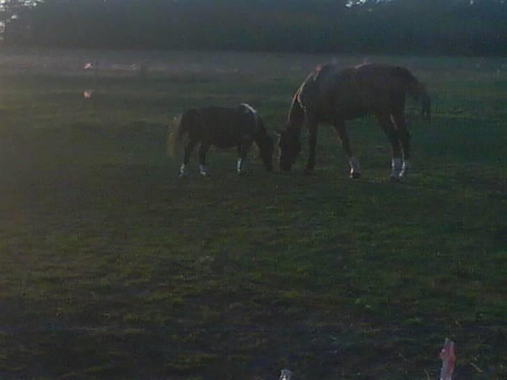 Shetlænder Nygaard's Tarzan - Den største og det mindeste<3 Elsker jer! billede 8