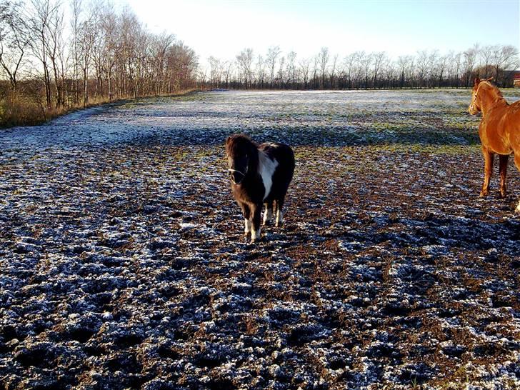 Shetlænder Nygaard's Tarzan billede 9