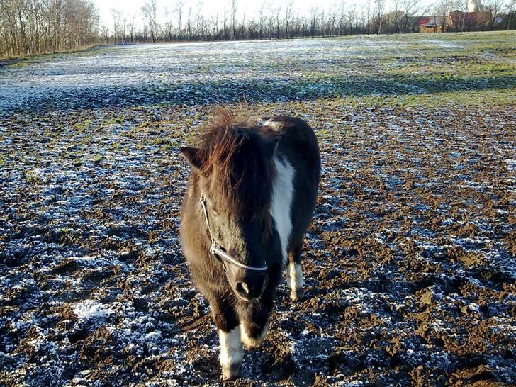 Shetlænder Nygaard's Tarzan billede 10
