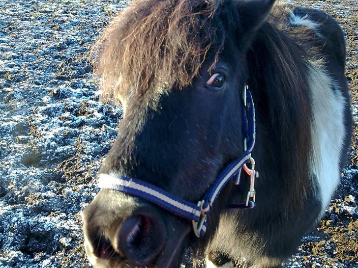 Shetlænder Nygaard's Tarzan - sååå nutti! billede 11