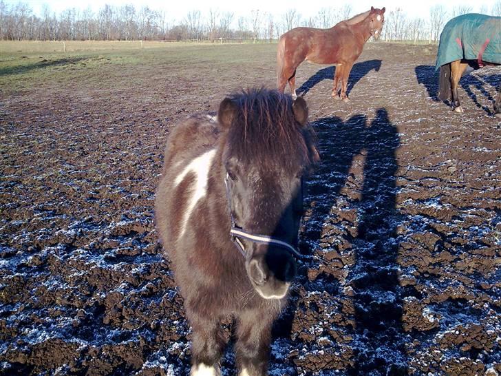 Shetlænder Nygaard's Tarzan billede 12
