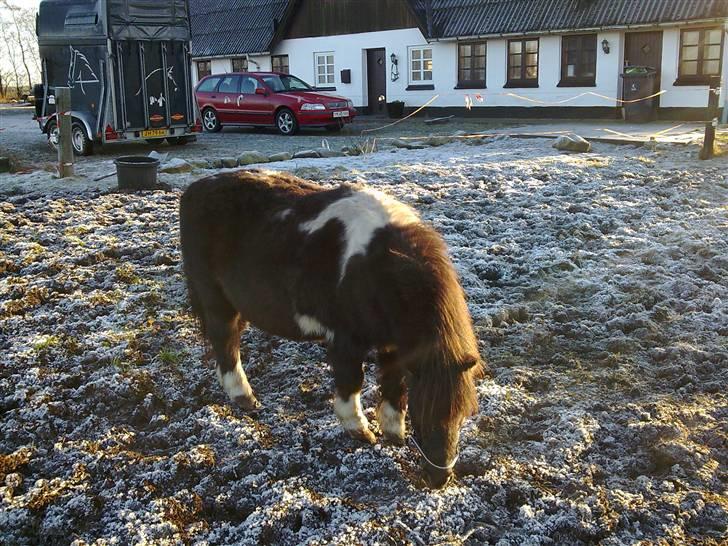 Shetlænder Nygaard's Tarzan billede 13