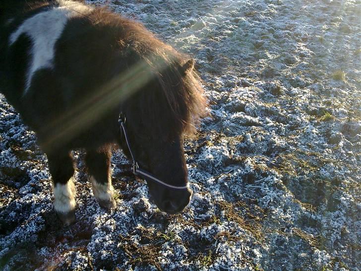Shetlænder Nygaard's Tarzan billede 14