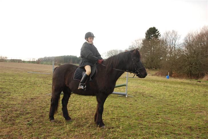 New Forest Sonny Boy *DRØMMEPONYEN* - Mig og Sonny ude på marken billede 5