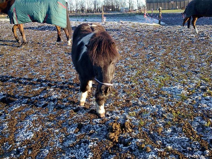 Shetlænder Nygaard's Tarzan billede 15