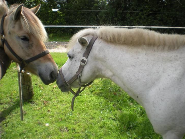 Anden særlig race bonnie billede 12