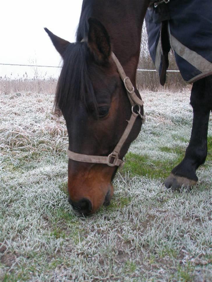 Dansk Varmblod HeinsgaardensCarl*R.I.P*  billede 20