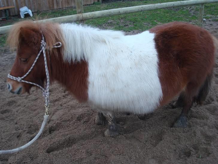 Shetlænder viola passede billede 3