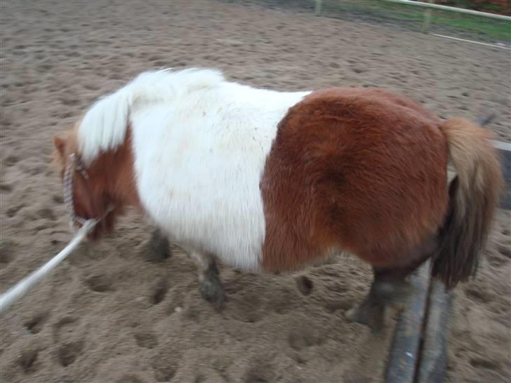 Shetlænder viola passede billede 8