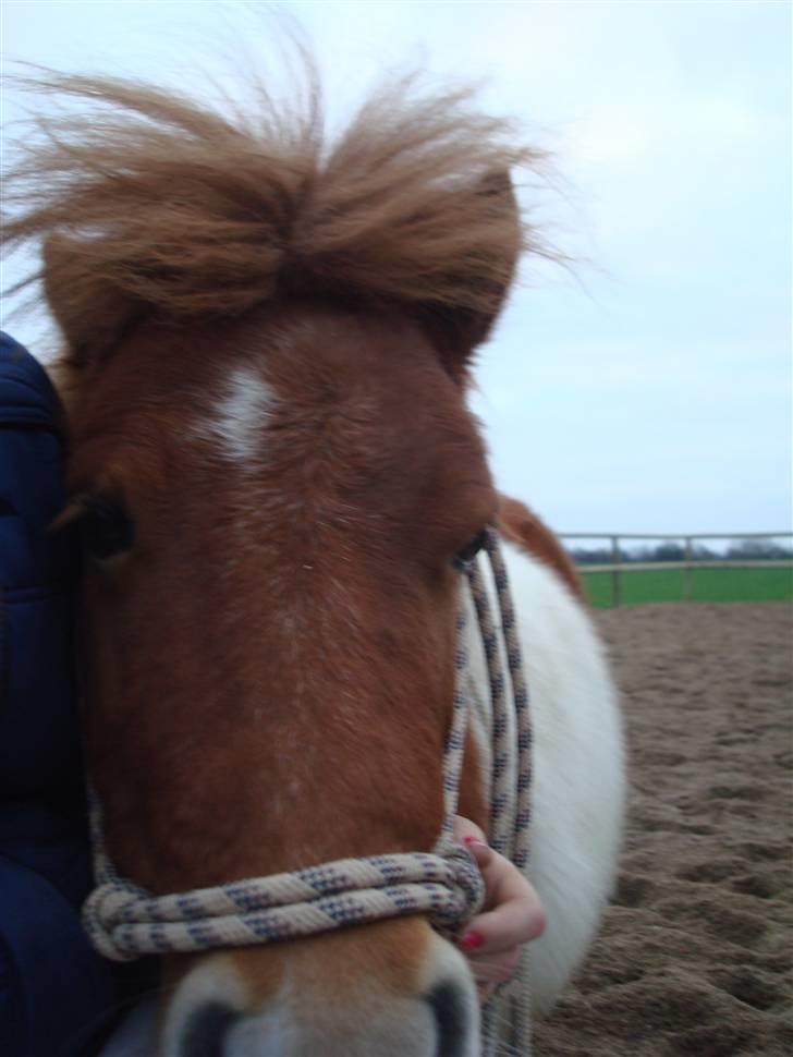 Shetlænder viola passede billede 9
