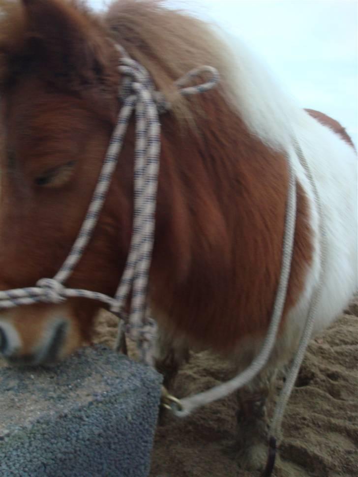 Shetlænder viola passede billede 11