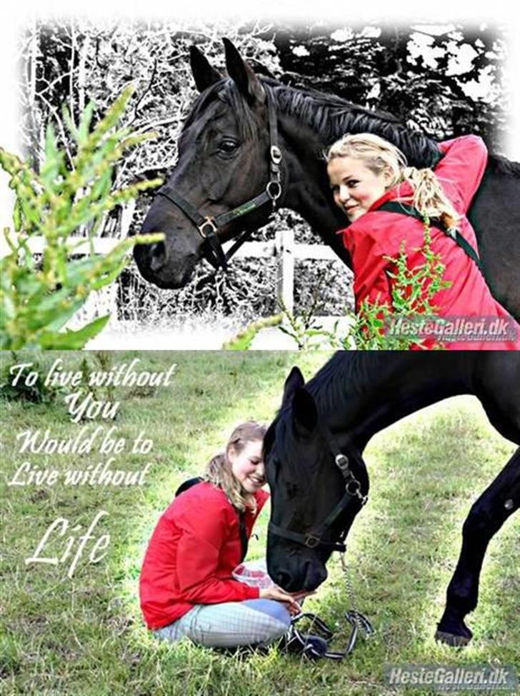 Dansk Varmblod Ascot *aflivet* R.I.P<3 - 12]   Kærlighed!!<3  Sorte du betyder alt for mig <3 Jeg elsker dig sku af hele mit hjerte <3 Den bedste hest der findes!! [taget af Ida <3] [redigieret af: Suz!! :D taaaaaak!! :D ] billede 12