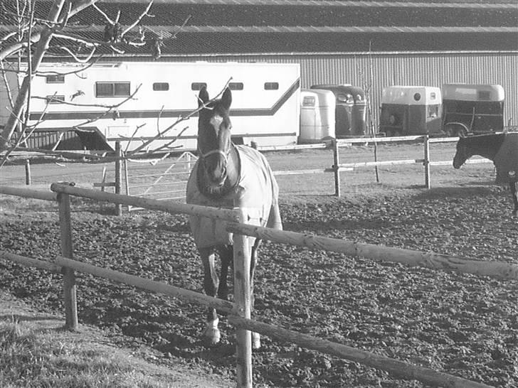 Dansk Varmblod luciano Foldager Gl.Lånt  billede 1