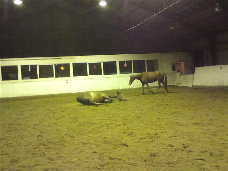 Dansk Varmblod luciano Foldager Gl.Lånt  billede 2