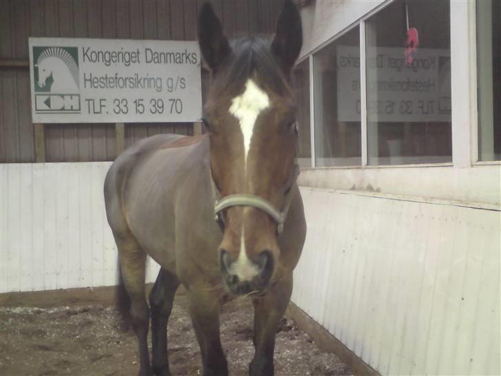 Dansk Varmblod luciano Foldager Gl.Lånt  billede 3