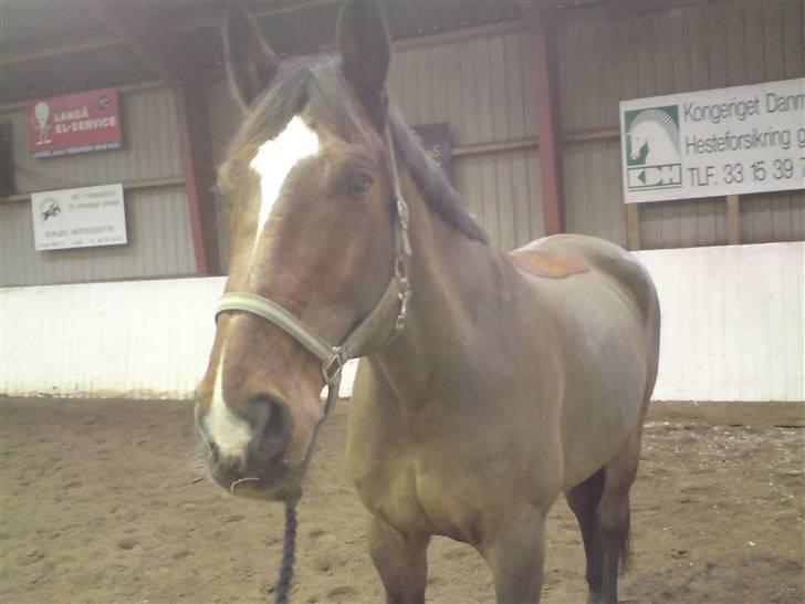 Dansk Varmblod luciano Foldager Gl.Lånt  billede 4