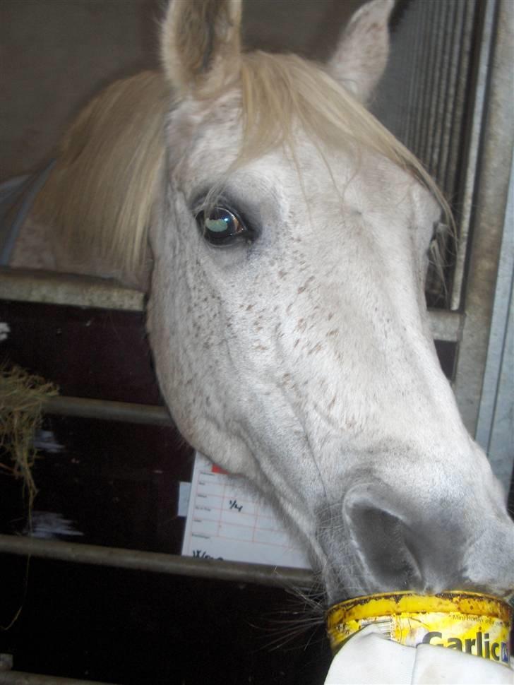 Anden særlig race /Araber Ghenoa (I himlen) - Slik slik.. :D billede 10