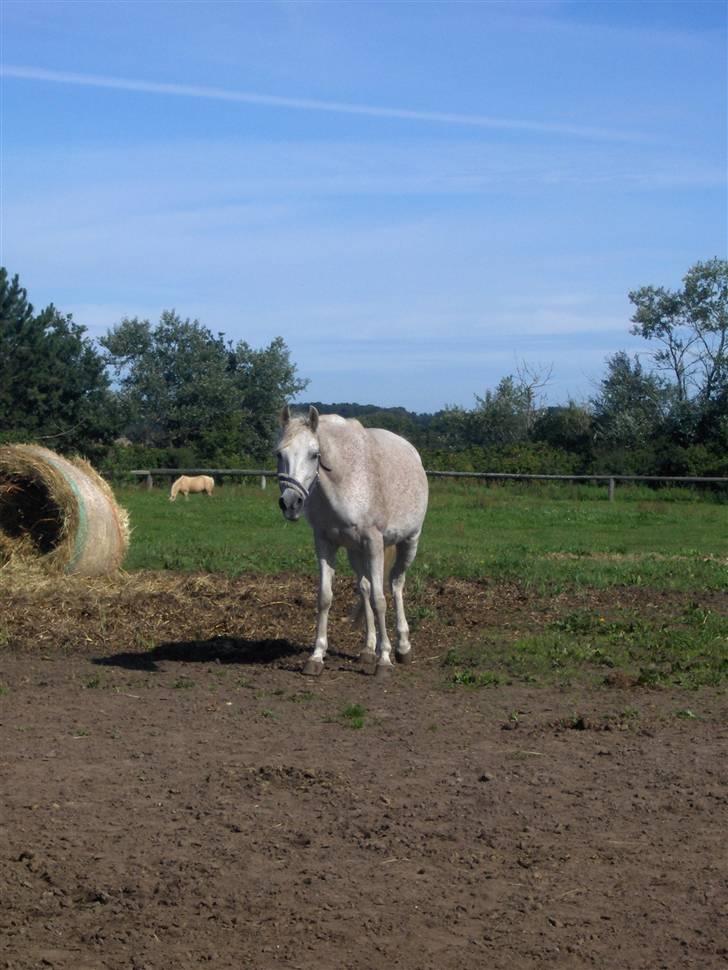 Anden særlig race /Araber Ghenoa (I himlen) - Nurh på folden<3 billede 11