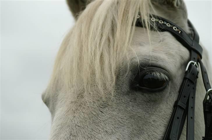 Anden særlig race Charmør billede 8