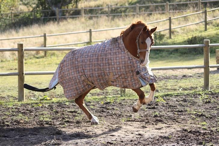 Anden særlig race Kosak *Pony* - Leg på folden. billede 13