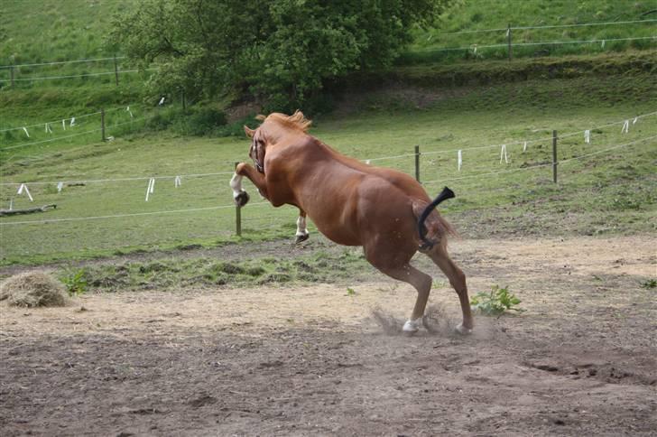 Anden særlig race Kosak *Pony* - Sommeren 08. billede 15