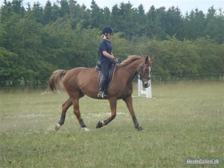 Dansk Varmblod Lindegårdens Martine gl p - på ridelejr<33 billede 12