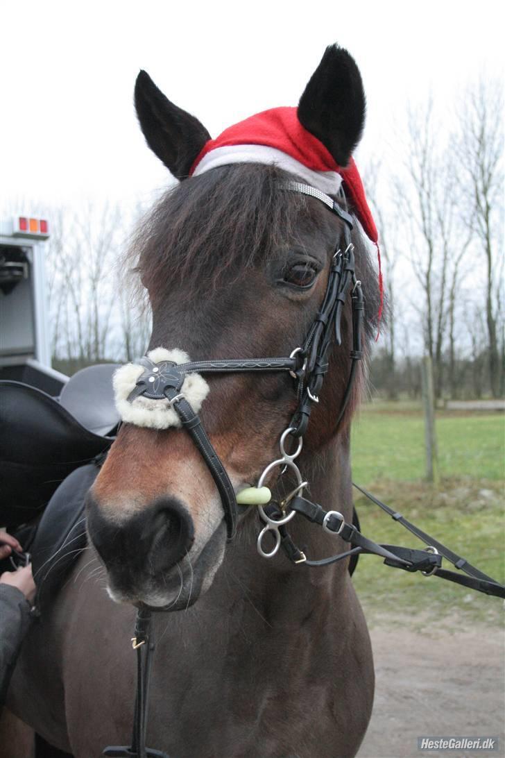 Irsk Sportspony Nancy † R.I.P 11/1-10 † - Nisse Nancy  billede 18