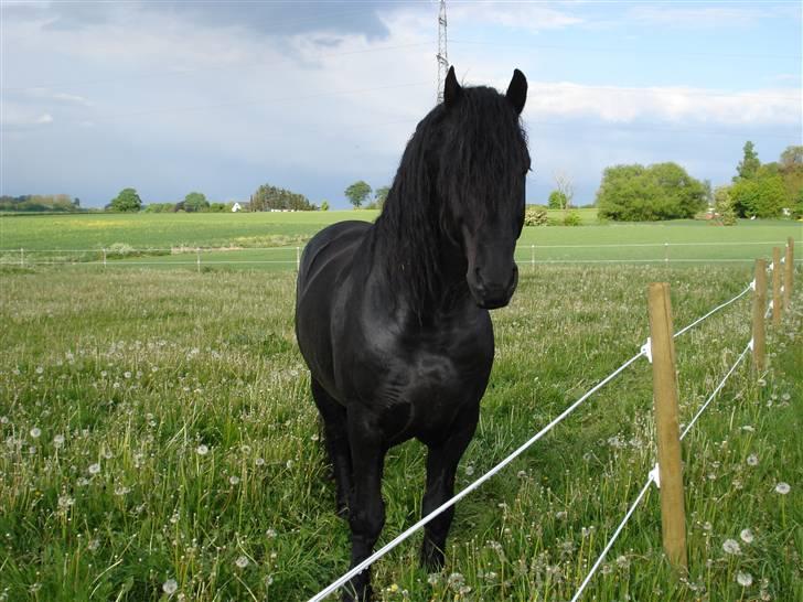 Frieser Wander ***SOLGT*** - Wander på sommergræs billede 2