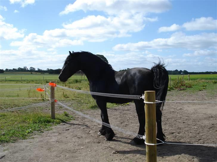 Frieser Wander ***SOLGT*** - Følger interesseret hopperne billede 4